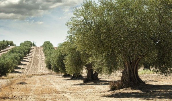 olive grove in Greece