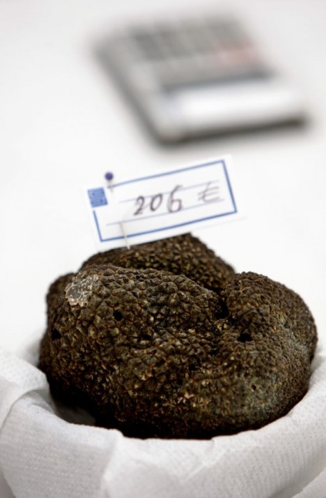 black truffle Perigord