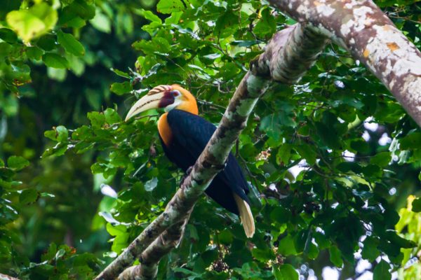 The Papuan hornbill is among 300 species of birds in the Papua rainforest