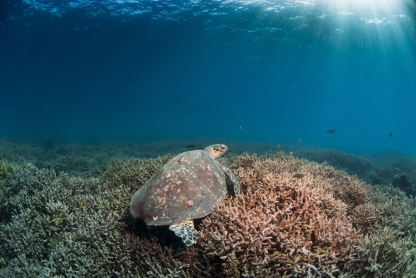 A critically-endangered hawksbill turtle at one of the healthy reefs in SIMCA