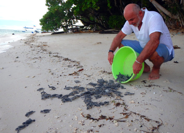 A tourist volunteers to release baby sea turtles on Lankayan Island