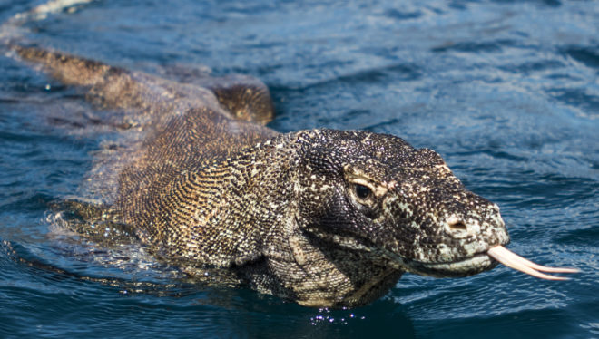 Dunia Baru - Being able to see Komodo dragons is a highlight of any venture to Komodo National Park; Photo: Tim Thomas, Jampacked Media