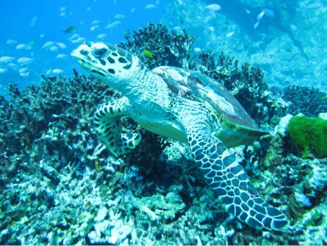Sea turtles can be spotted around the Gili Islands