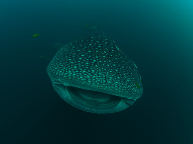 Dunia Baru - In Indonesia, whale sharks are seasonal and migratory, with Sumbawa, southeast of Moyo, one of the most popular places to spot these beautiful creatures