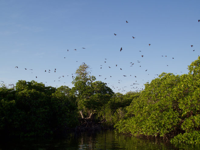 Fruit bats, some boasting a wingspan of 1.5m, generally appear at dusk