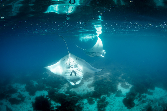 Dunia Baru - Komodo National Park waters are a good place to see manta rays
